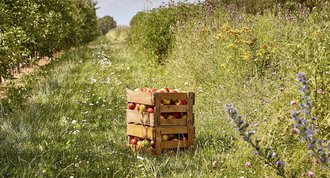 ©Andreas Teichmann | Apple box filled with apples in a meadow
